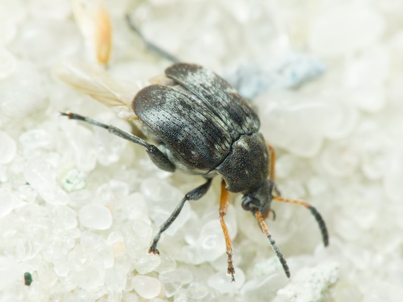 Bruchus affinis Frölich, 1799